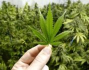 Huge Benefits Of Cannabis