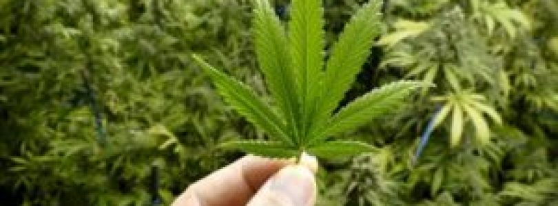 Huge Benefits Of Cannabis